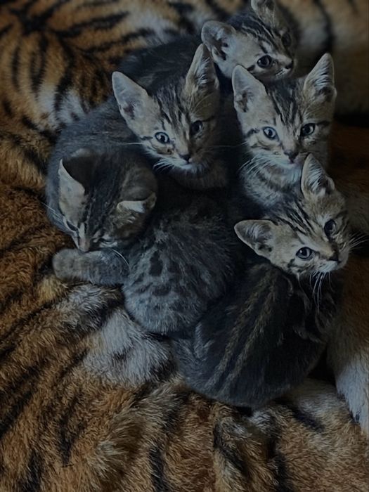 Бенгальскі котики