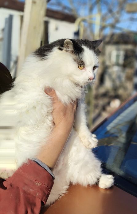 Чарівна пухнаста красуня шукає родину