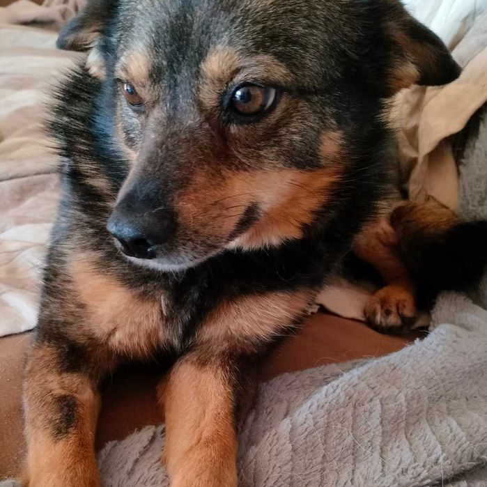 Bura - suczka po przejściach czeka na kochający dom