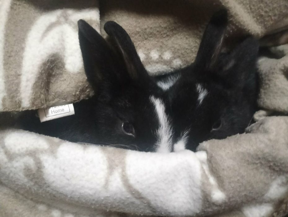 Vendo coelhos anões 2 machos