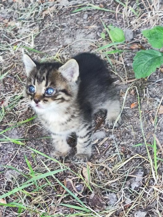 Віддам у добрі руки кошенят