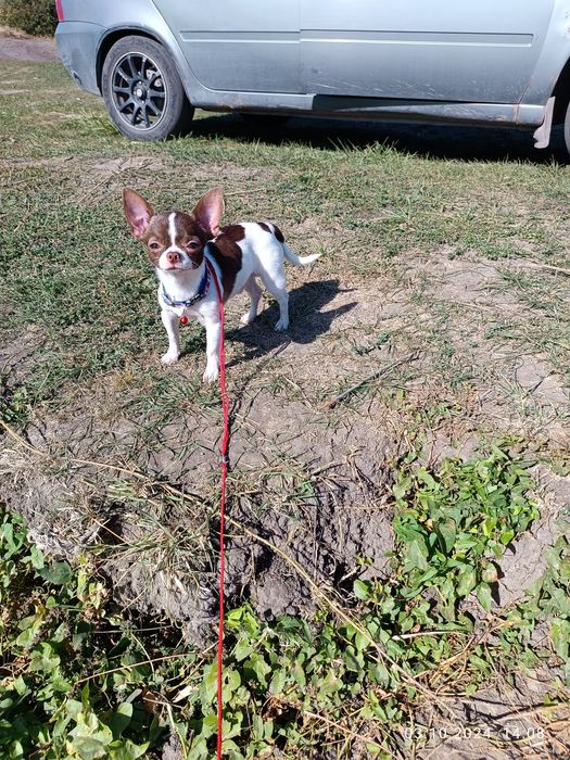 Бетмен пропонує в'язку, міні, 1,5 кг, Чіхуахуа, КСУ