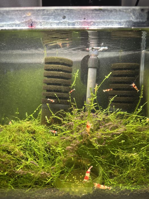 Caridinas red crystal