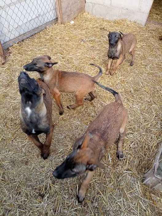 Щенки бельгийской овчарки малинуа с родословной!