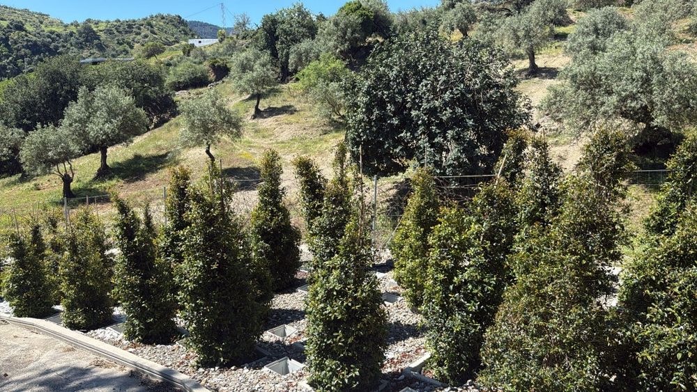 Eugenia newport ornamental