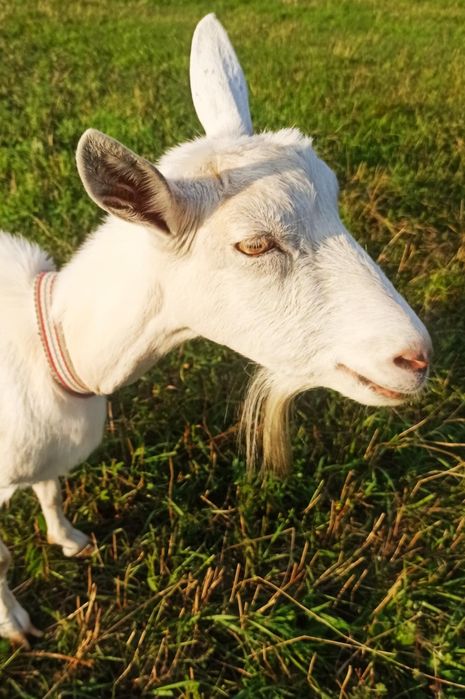 Продаємо зааненську козочку