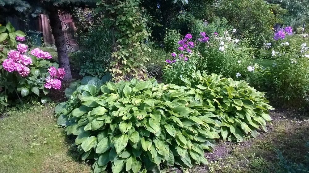 Działkę w ROD Nowe Życie sprzedam