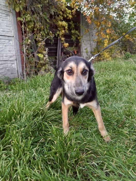 Ніжна дівчинка у пошуку дому !