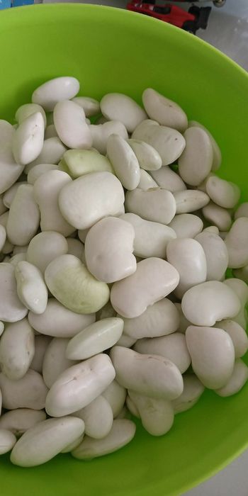 Fasola Jaś tyczna ostatni tydzień