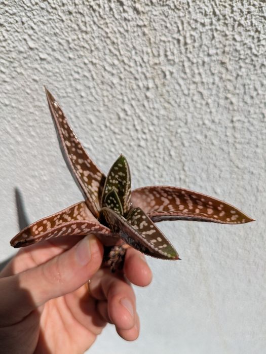 Gasteria Variegata (Língua de Boi Marmorizada) | 10cm