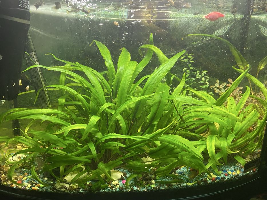 Продам водорості