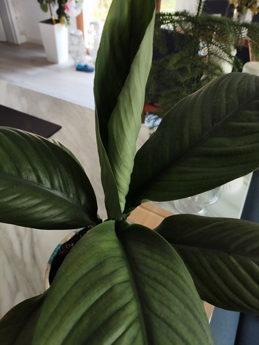 Spathefilium Sensation, skrzydłokwiat olbrzym