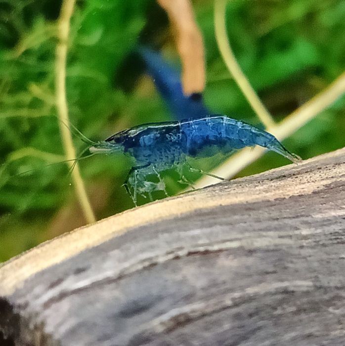 Krewetki Blue Velwet Niebieskie