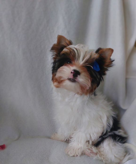 Хлопчик бівер, 3 міс