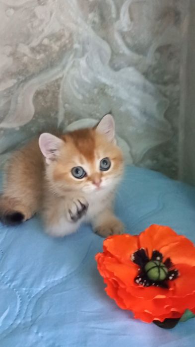 золота шиншила котики