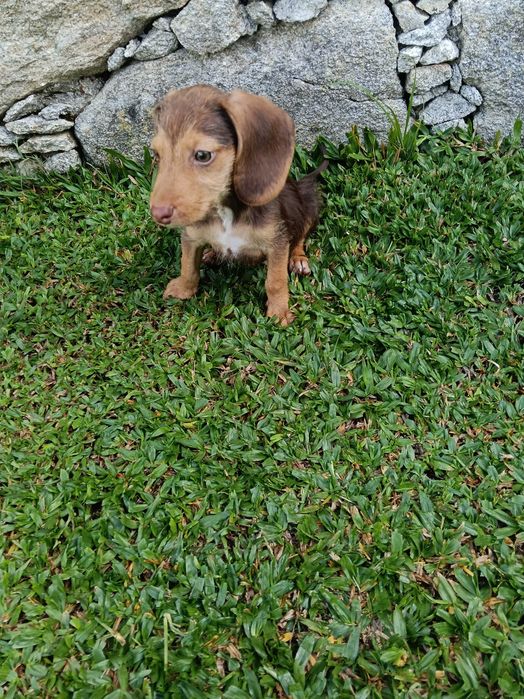 Teckel macho xx vacinado