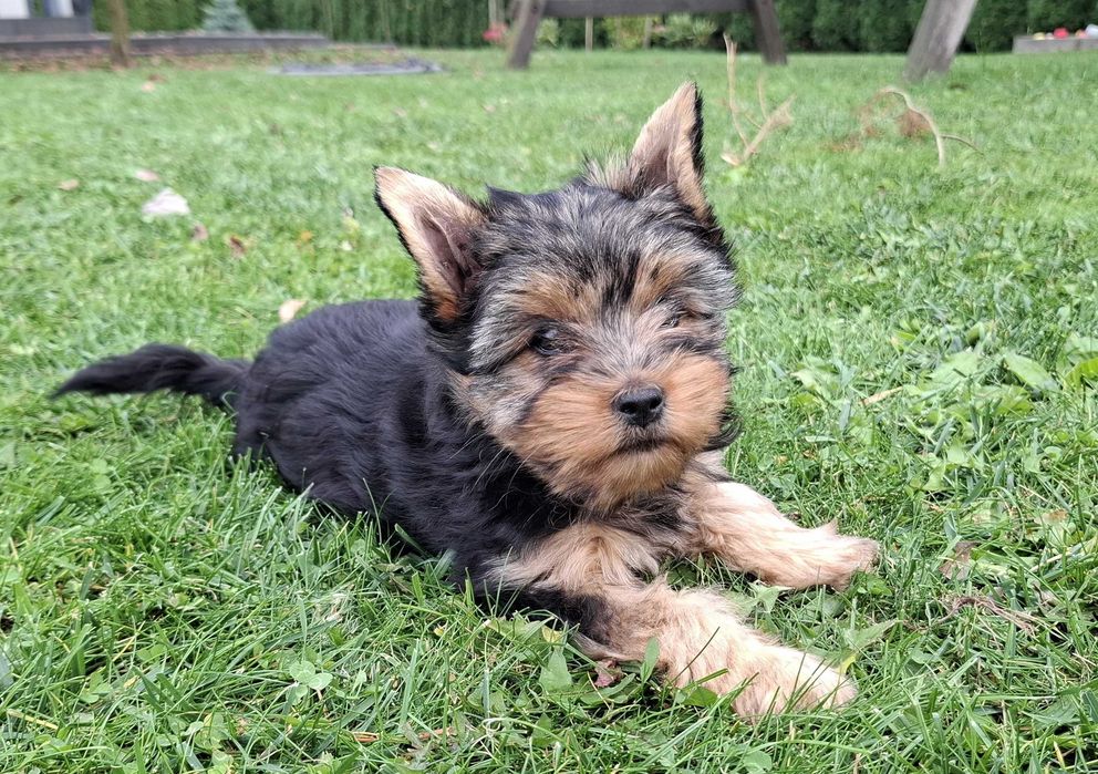 York yorki yorkshire terrier szczeniak szczeniaczek sunia