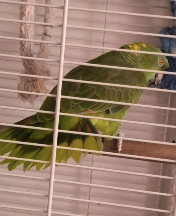 Papagaio amazonas/ ring neck demosticados