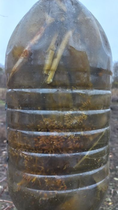 ХРУМКІ квашені огірки