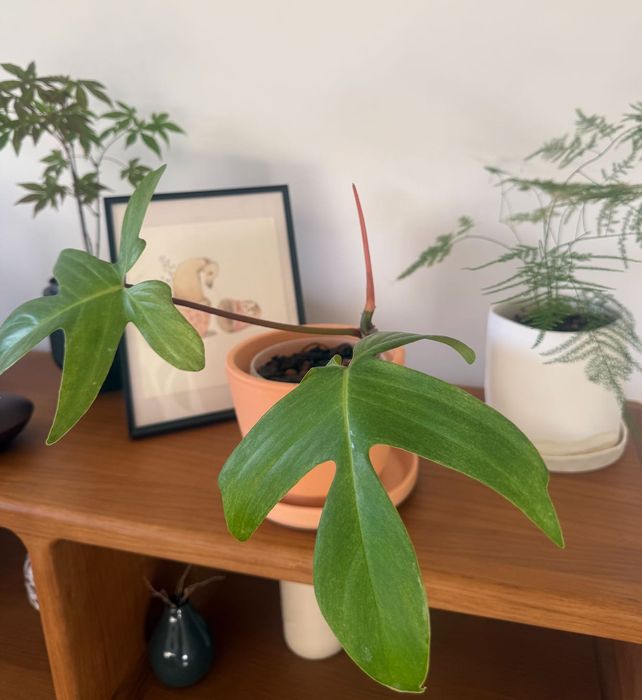 Planta de interior - Philodendron Florida Ghost