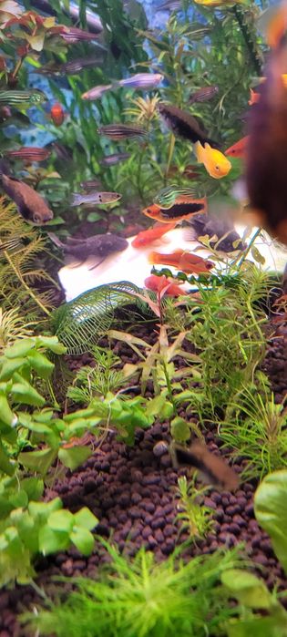 Witam sprzedam zbrojniki super red