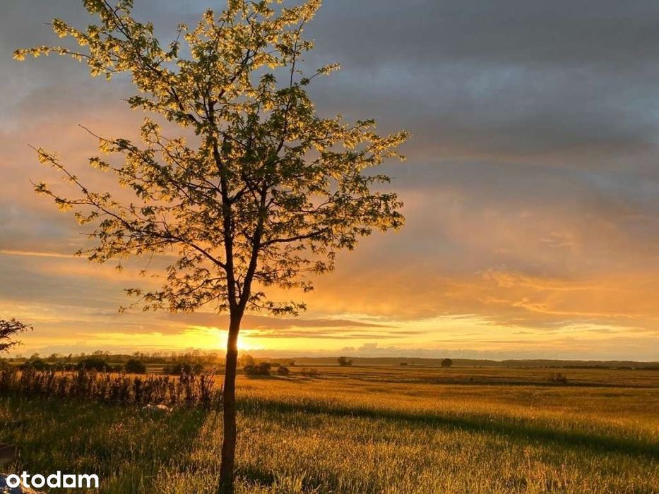 Atrakcyjna nieruchomość 4,60 ha przy dr. kraj. 59, WZ,
