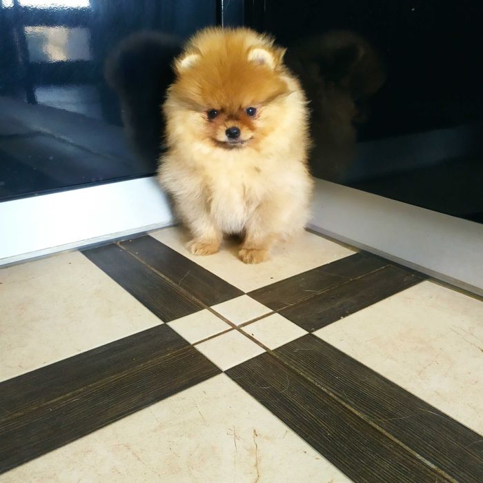 Три хлопчики помчики