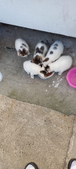 Oddam, Kotka za darmo, przytulasek.