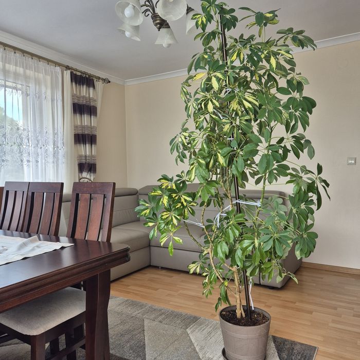 Roślina doniczkowa Schefflera arboricola