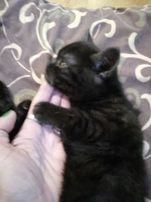 Чистокровні шотландські кошенята