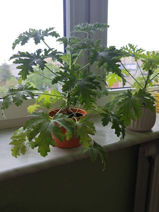 Geranium-anginka