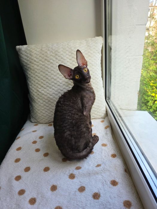 Кучерявий котик Корніш рекс