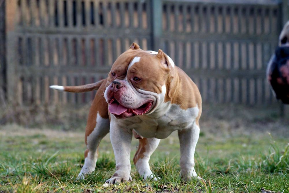 American Bully szczeniak