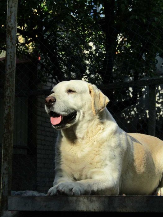 Цуцики лабрадора метиси продаж