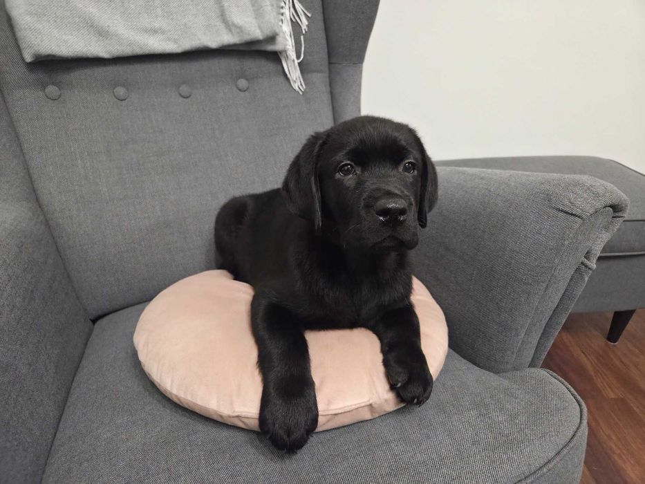 Labrador Retriever - ZKwP (FCI) - Czarna suczka
