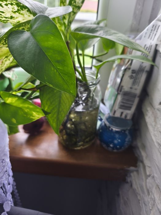 Roślina do terrarium