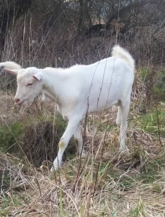 Козлик зааненский