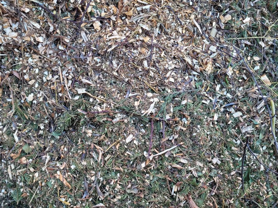 Trociny zrębki na pellet do ogrodu
