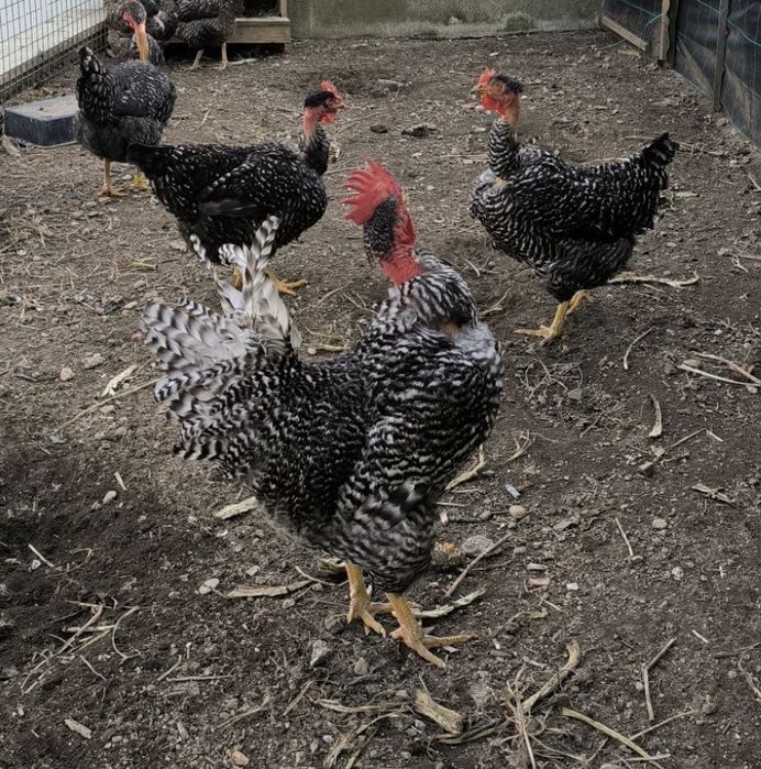 Ovos férteis para incubação e pintos de raça