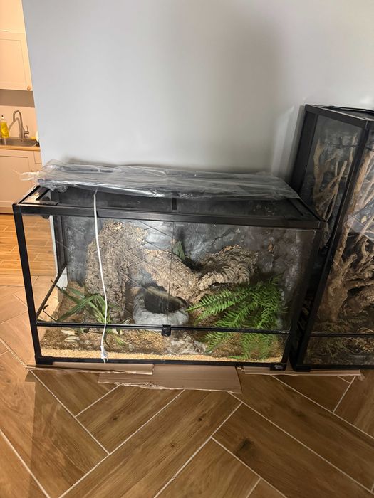 Terrarium Pyton Królewski