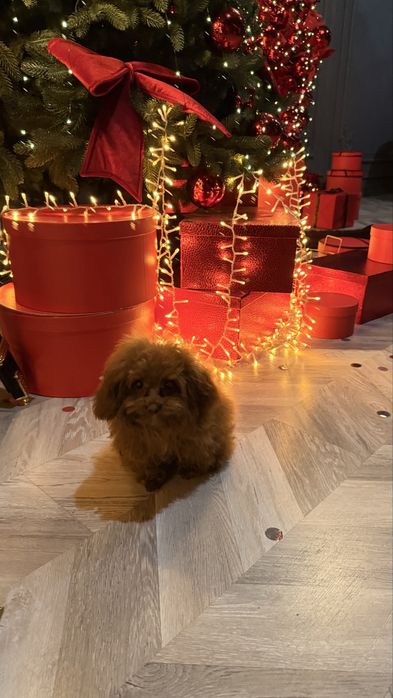 Mini Мальтипу с чипом