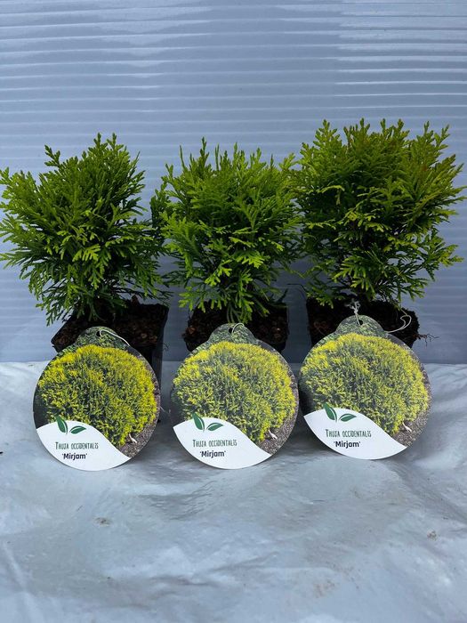 Thuja, Tuja Miriam, Brabant,Smaragd,Morgan