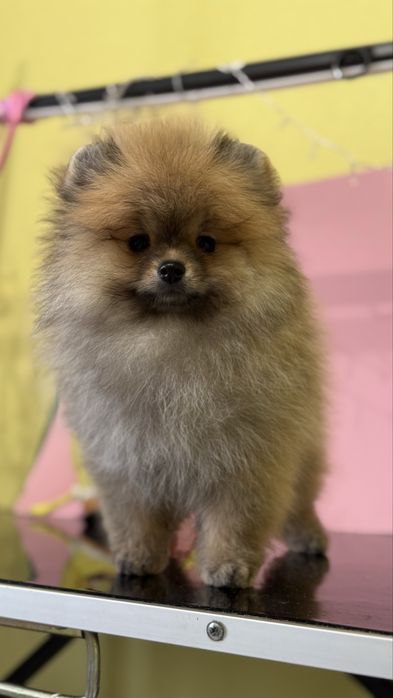 Мішутка хлопчик