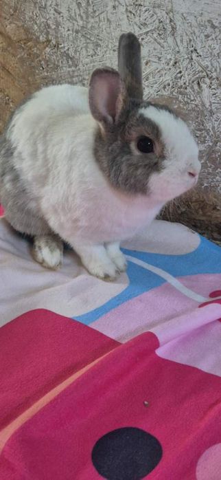 Królik chłopczyk około 2 lata