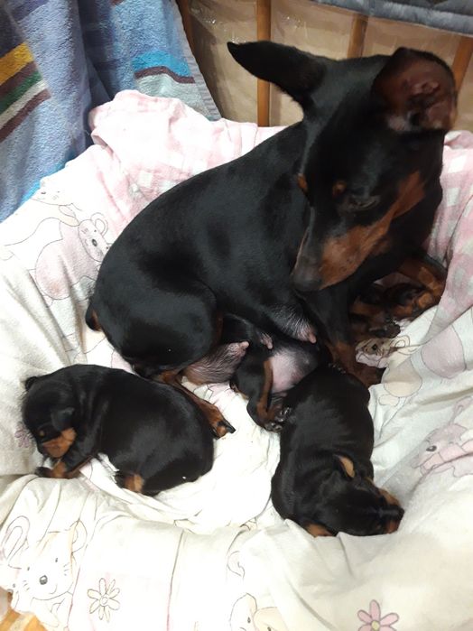 Милі цуценята цвергпінчера шукають свою люблячу родину