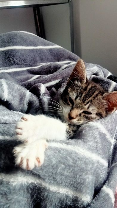 Uma gatinha bebé para adoção