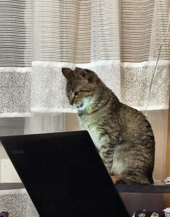 Кішечка 5 місяців ! Безкоштовно в добрі руки !