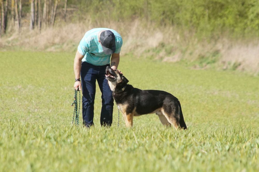 Hugon - piękny pies do adopcji
