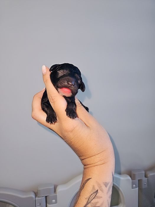 Pudel miniaturowy