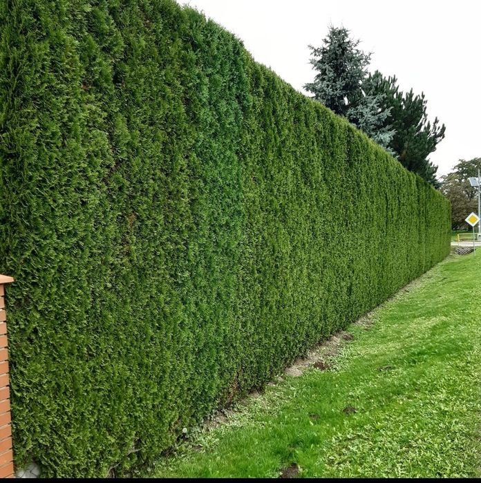 Chełm i okolice-Skracanie  Tuii, Koszenie trawy, wycinka drzew.